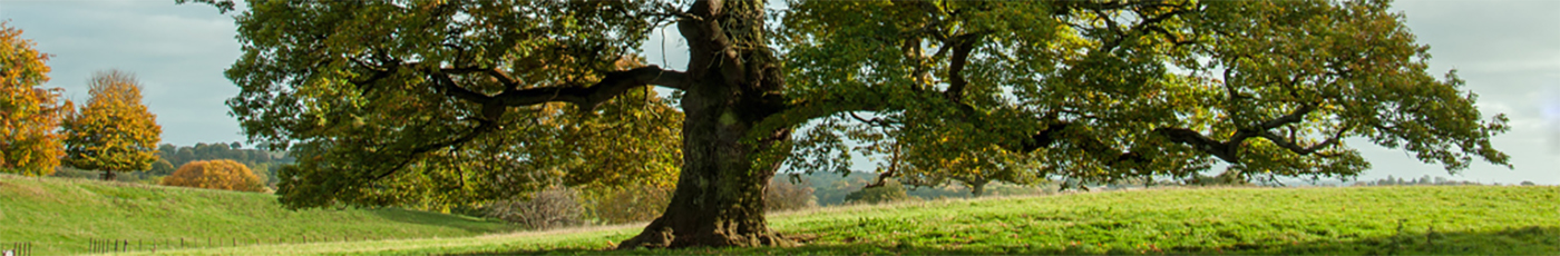 The Good Health Tree